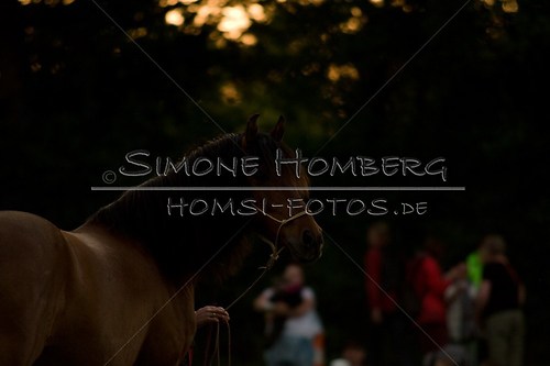 (c)SimoneHomberg_Ponyfest_Schauprogramm_20150606_0807