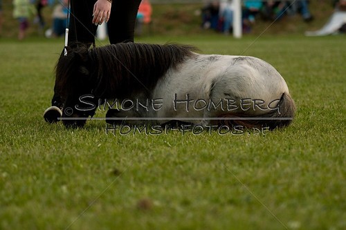 (c)SimoneHomberg_Ponyfest_Schauprogramm_20150606_0860