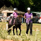 WB 4 Führzügel mit Trail