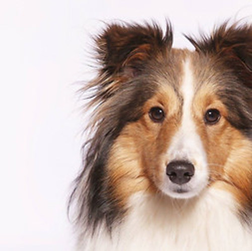 Hunde Shooting 140€