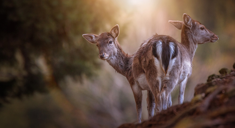 5 (reh) |  Originalbild unter: http://manfredkarisch.getphoto.at/photo/54747235-1020-4dac-b43e-4d750a22c35e