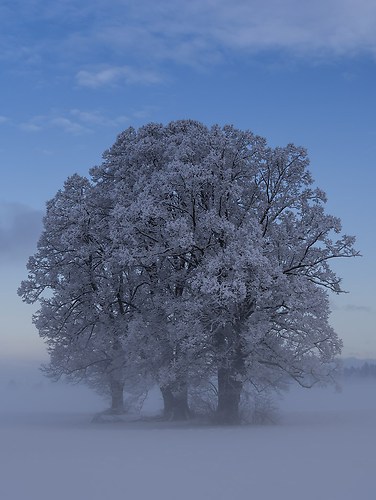 99_Strasser Martin_Frozen Tree