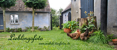 acover lieblingsfoto 4