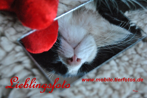 acover lieblingsfoto 2