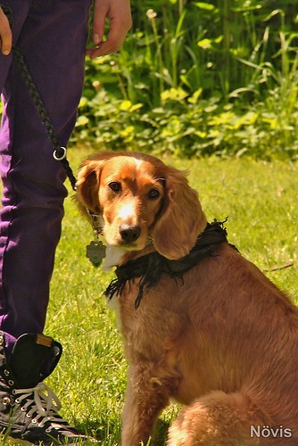 Supermischling2012 059
