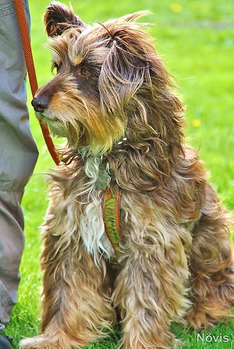 Supermischling2012 075