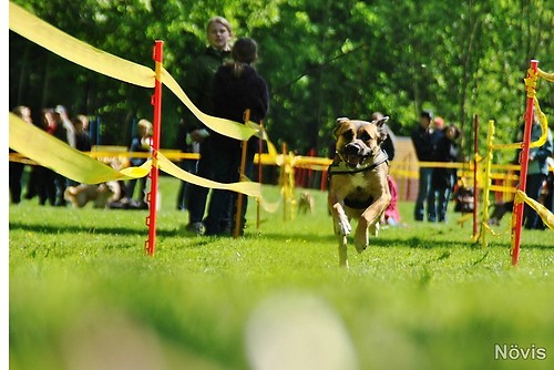 Supermischling2012 355