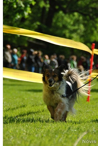 Supermischling2012 329