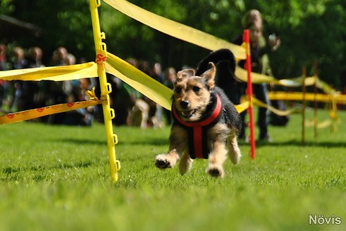 Supermischling2012 344