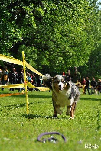 Supermischling2012 392