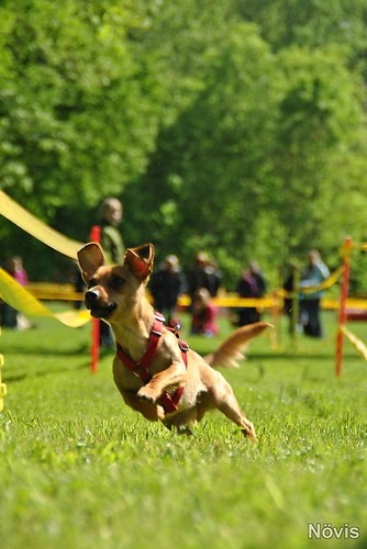 Supermischling2012 338