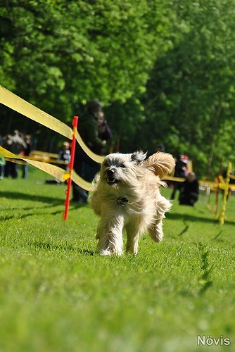 Supermischling2012 369