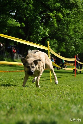 Supermischling2012 394