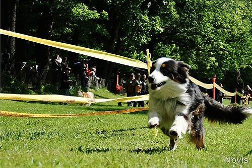 Supermischling2012 399