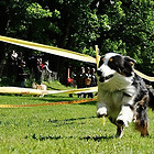 Supermischling 2012/Wettrennen