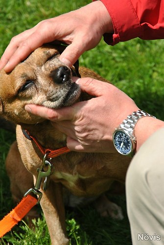 Supermischling2012 253