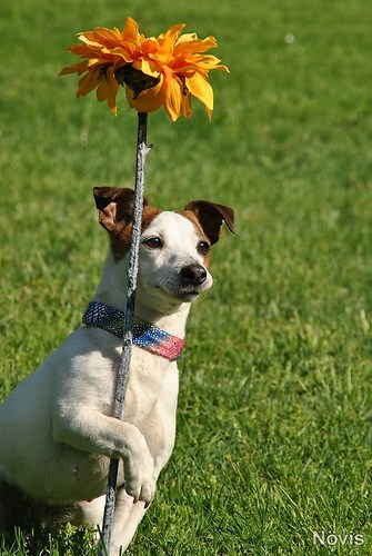 Supermischling2012 636