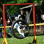 Agility 2012