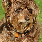 Sieger 2012