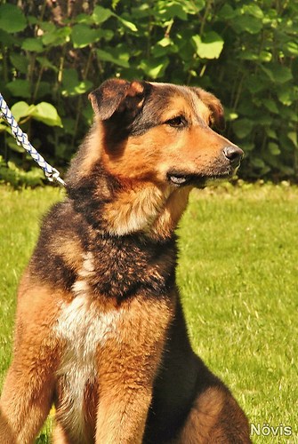 Supermischling2012 143
