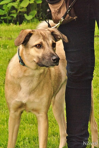 Supermischling2012 184