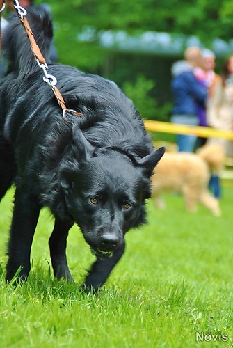 Supermischling2012 219