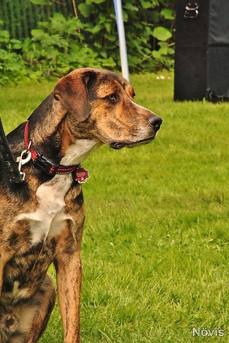 Supermischling2012 230