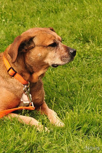 Supermischling2012 231