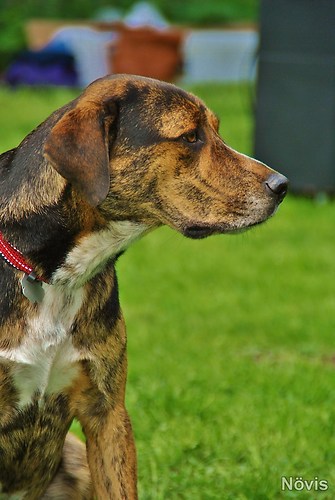 Supermischling2012 247