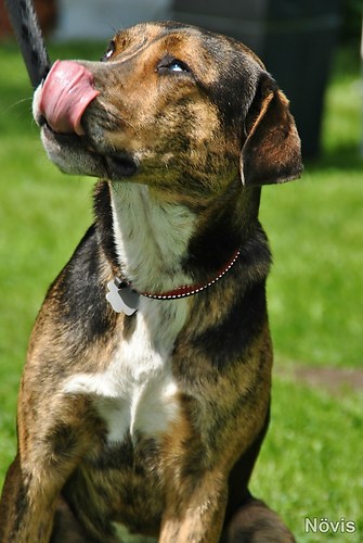 Supermischling2012 254