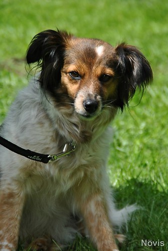 Supermischling2012 256