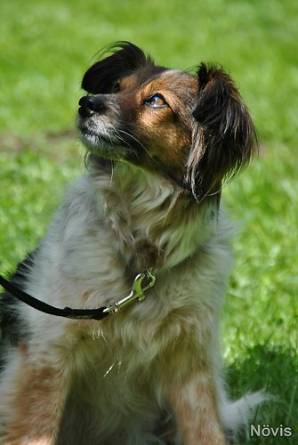 Supermischling2012 257