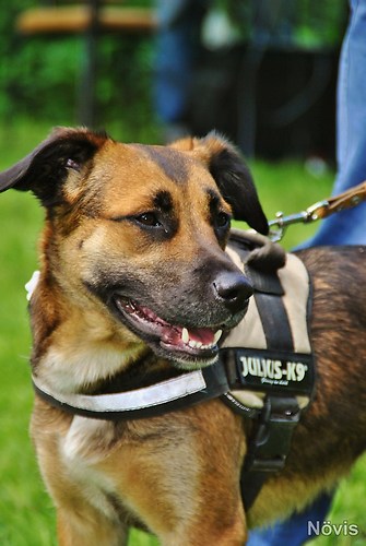 Supermischling2012 268