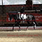 Dressreitprfg-M-trens