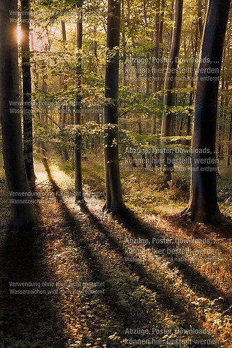 Gespensterwald
