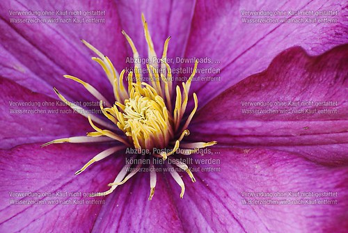 Blüte