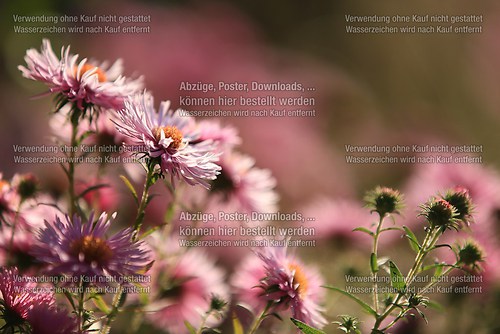 Blüten