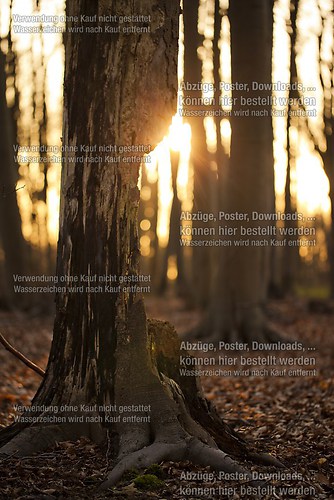 Sonnenuntergang Wald