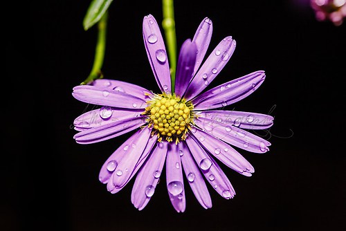 Blüte nach dem Regen