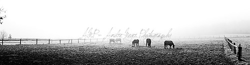Buchholz - Pferde im Nebel