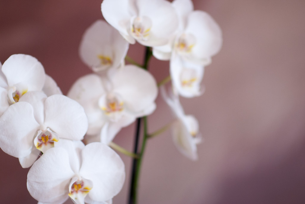 345-Orchidee