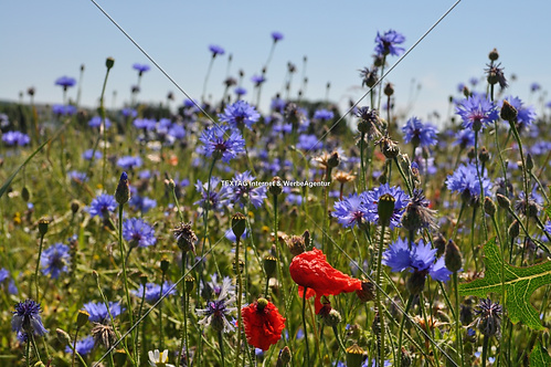 Kornblumen