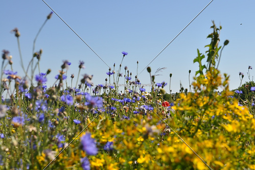 Blumenwiese