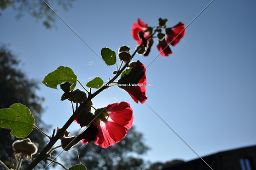 rote Stockrosen