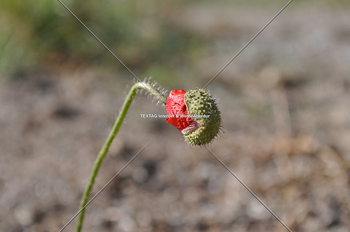 Mohnknospe