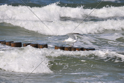 Möve - Hiddensee