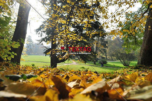 Impressionen Blätter im Herbst