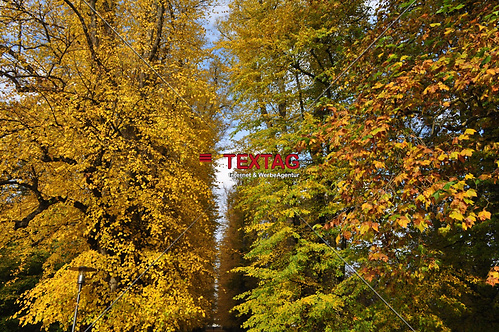 Allee im Schloßpark