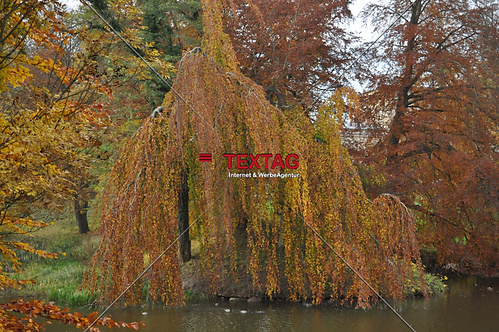 Trauerweide am Schlossteich