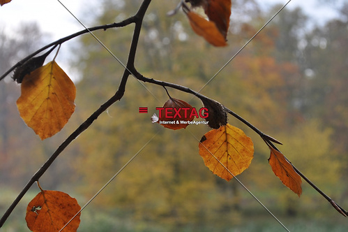 Herbstblätter im Licht